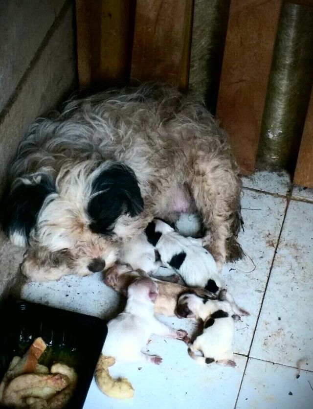 Zawaadi with her newly born pups.