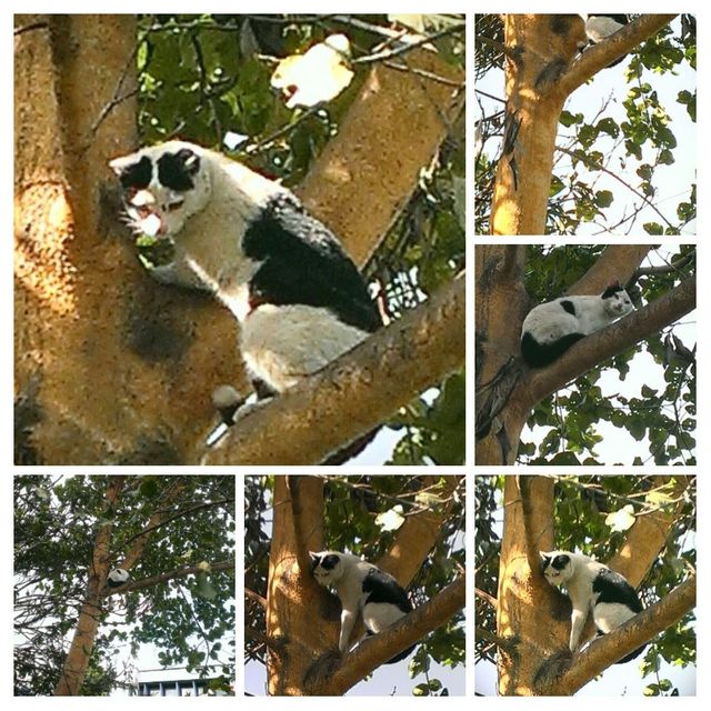They never liked cats. This cat was so frightened of the dogs that he climbed the tree in the compound to a top most branch and stayed there for two days. We had to call the K.S.P.C.A. personnel to come and rescue the poor scary cat. 