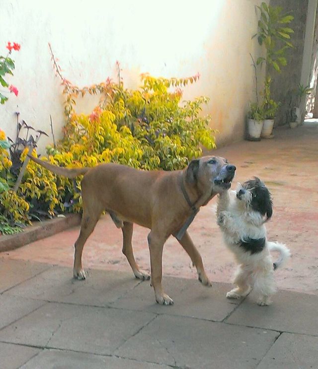 Biggy and Chaapo........best friends!!!!